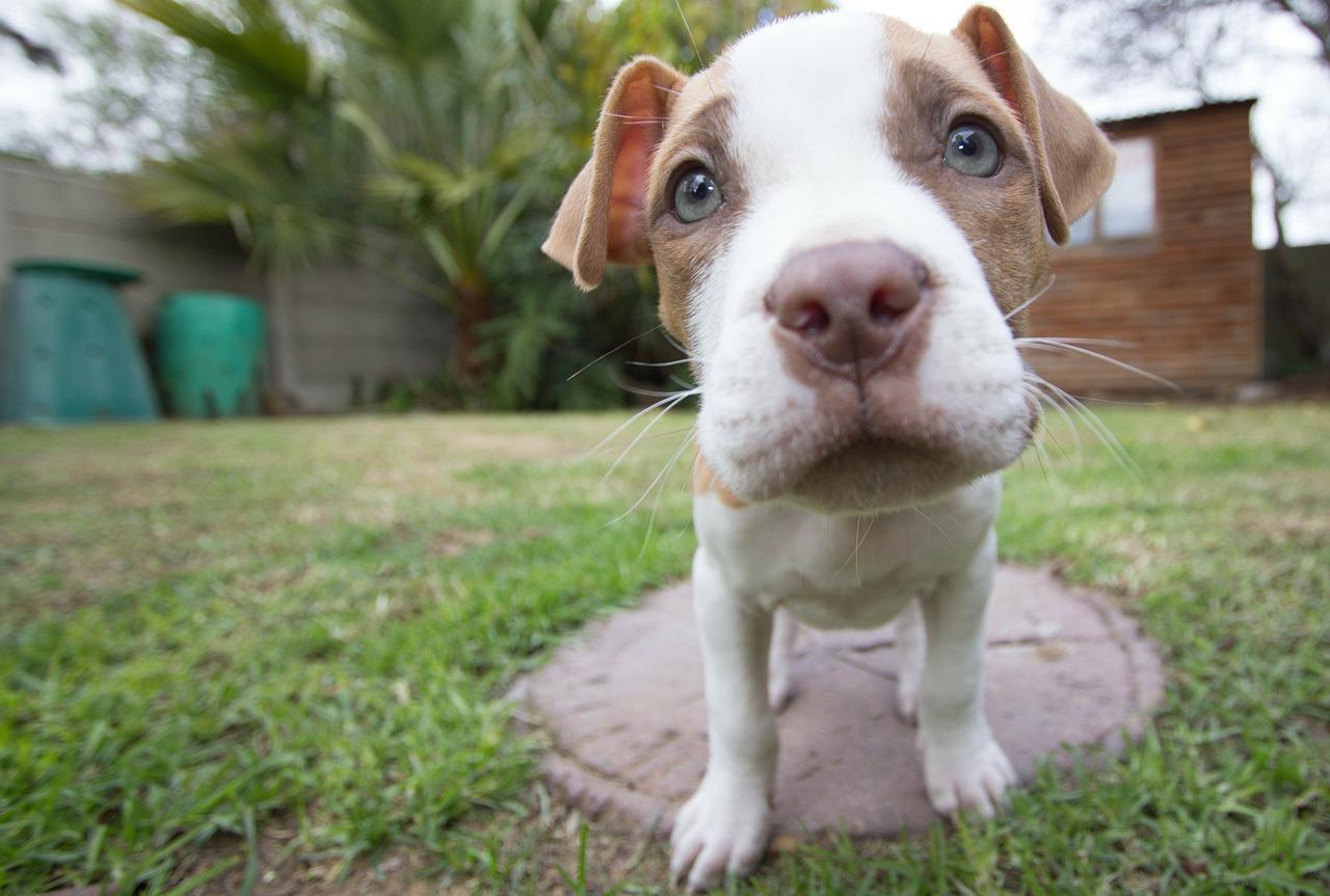 Apprendre à un chiot à faire ses besoins dehors