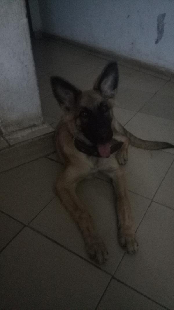 Mon chien vomit de la mousse blanche Causes, symptômes et traitements