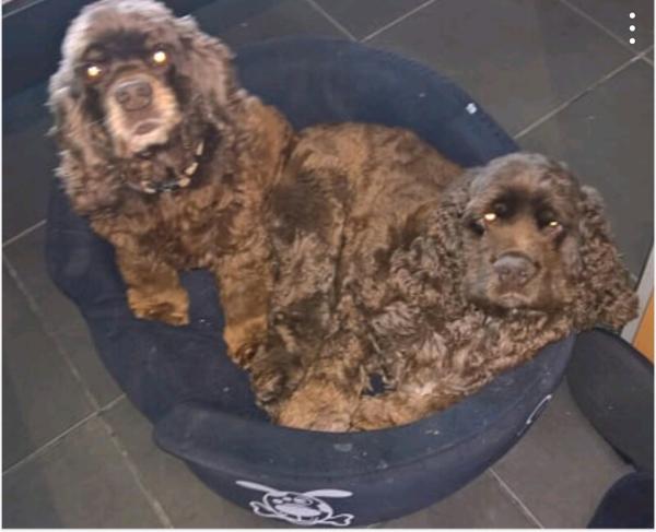 Mon chien tremble et ne tient plus sur ses pattes - Causes et solutions