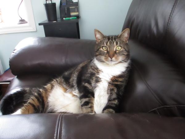 Mon chat fait du bruit en respirant - Causes et risques