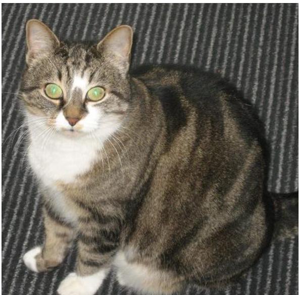 Peuton DONNER de la VIANDE CRUE à un CHAT