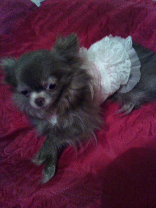 A quel âge un chihuahua atteint sa taille adulte Tout savoir