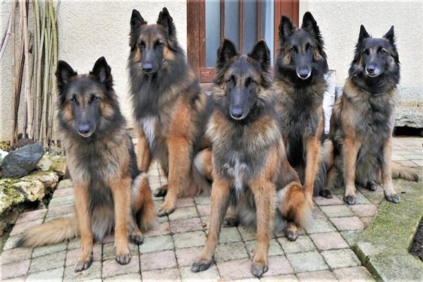 Remèdes de grand-mère de démêlant pour chien - Conseils d'experts