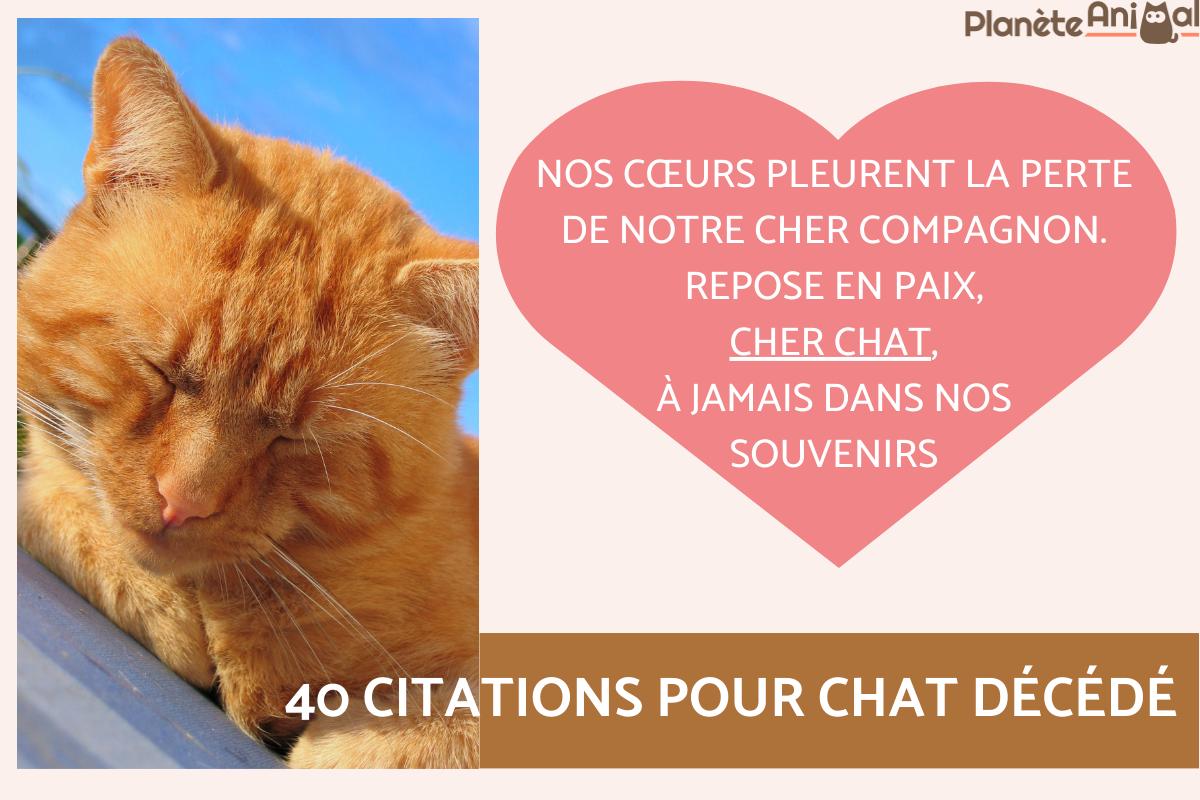 40 citations pour chat décédé