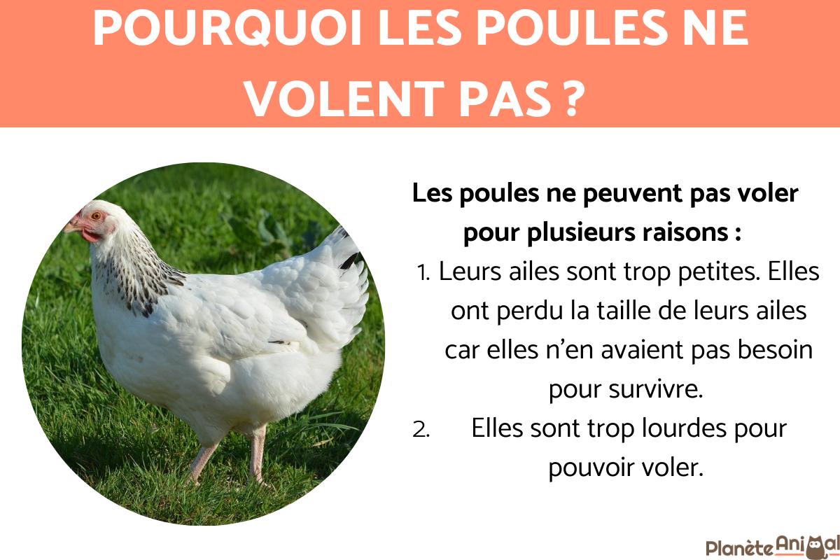 Pourquoi les poules ne VOLENT PAS