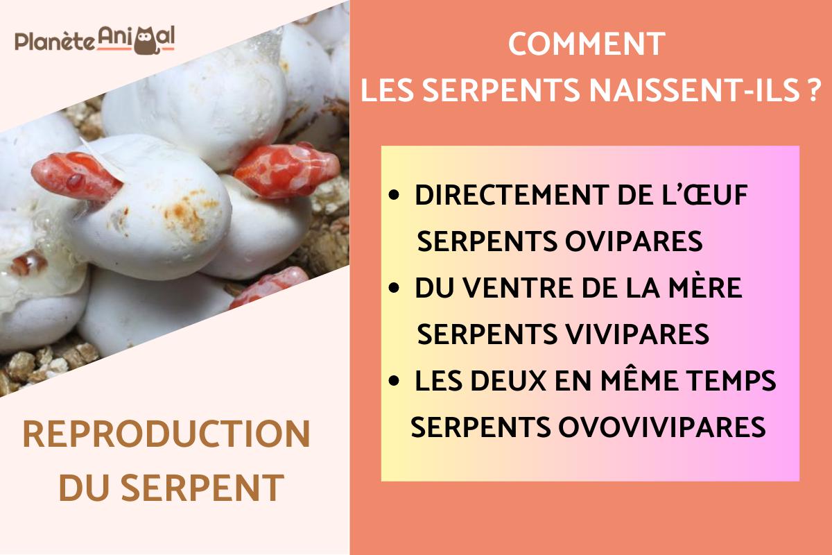 AnnonceRouleau special crepi - Rouleau special crepi chez