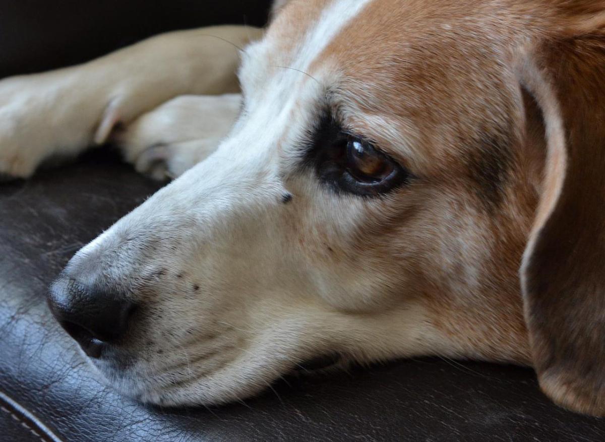 Entropion chez le chien