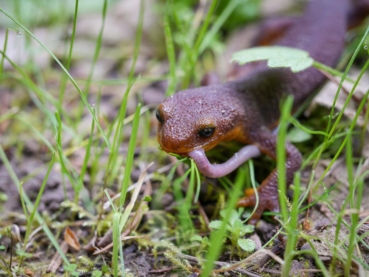 Que mange une salamandre Tout sur la NOURRITURE de la SALAMANDRE — free download