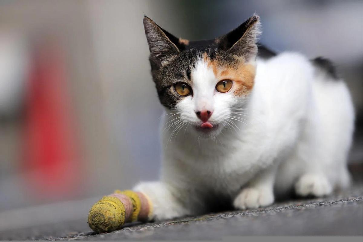 Bétadine pour chat, comment l'utiliser ?