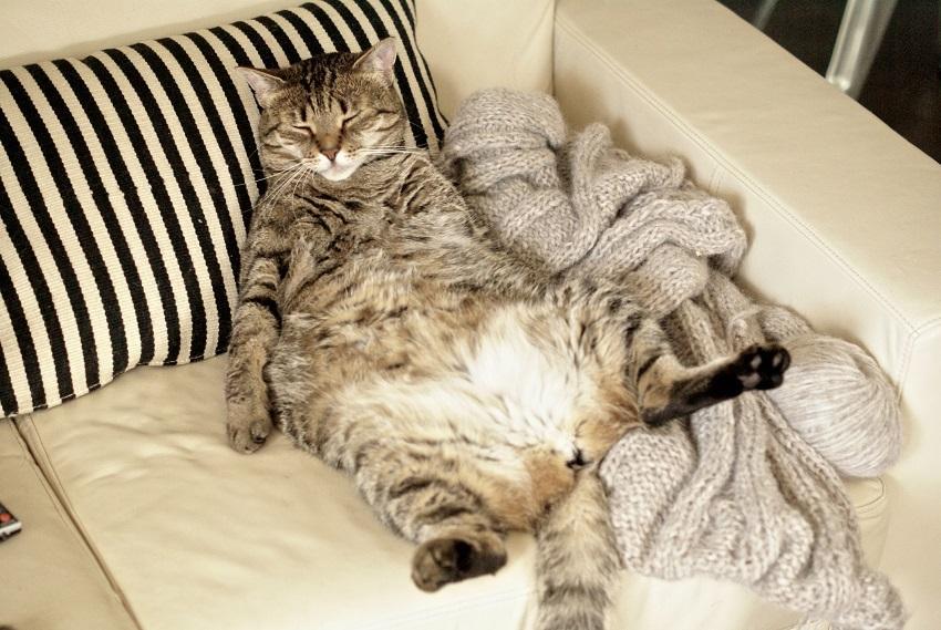 Pourquoi les chats n'aiment pas qu'on leur touche le ventre