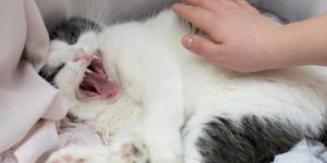 Pourquoi les chats n'aiment pas qu'on leur touche le ventre ?