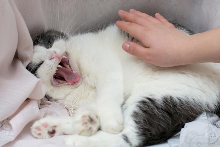 Pourquoi les chats n'aiment pas qu'on leur touche le ventre