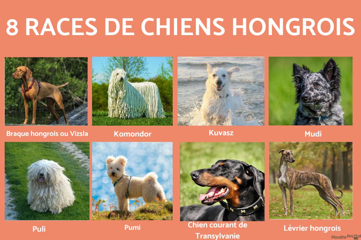 Chien hongrois - 8 races avec photos