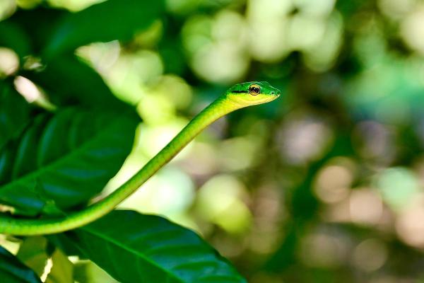 10 Serpents du Costa Rica avec des PHOTOS