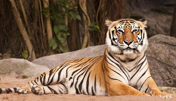 Pourquoi le tigre du Bengale est-il en voie de disparition ? 🐯 - Où vit le tigre du Bengale ?