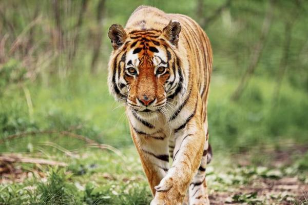 Pourquoi le tigre du Bengale est-il en voie de disparition ? 🐯