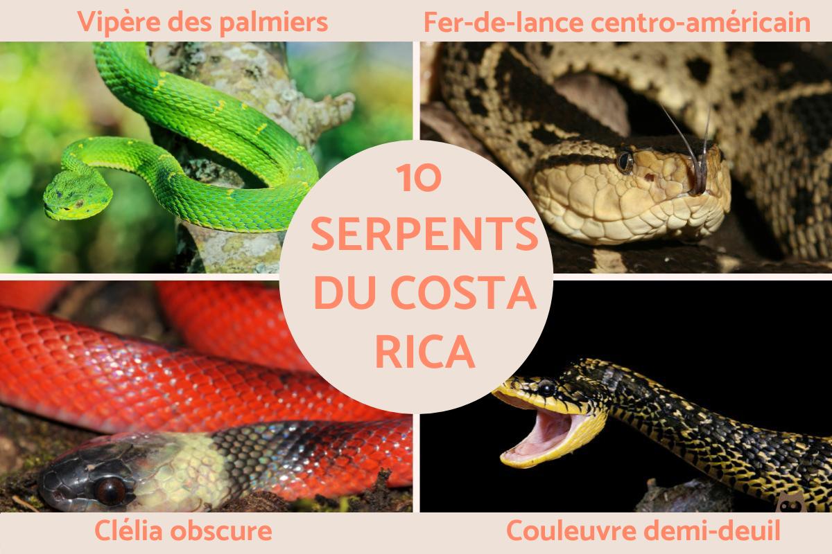 Serpents du Costa Rica