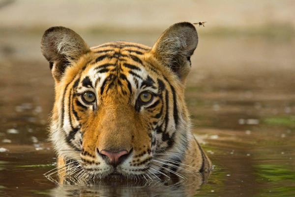 Pourquoi le tigre du Bengale est-il en voie de disparition ? 🐯 - Solutions pour éviter la disparition du Tigre du Bengale