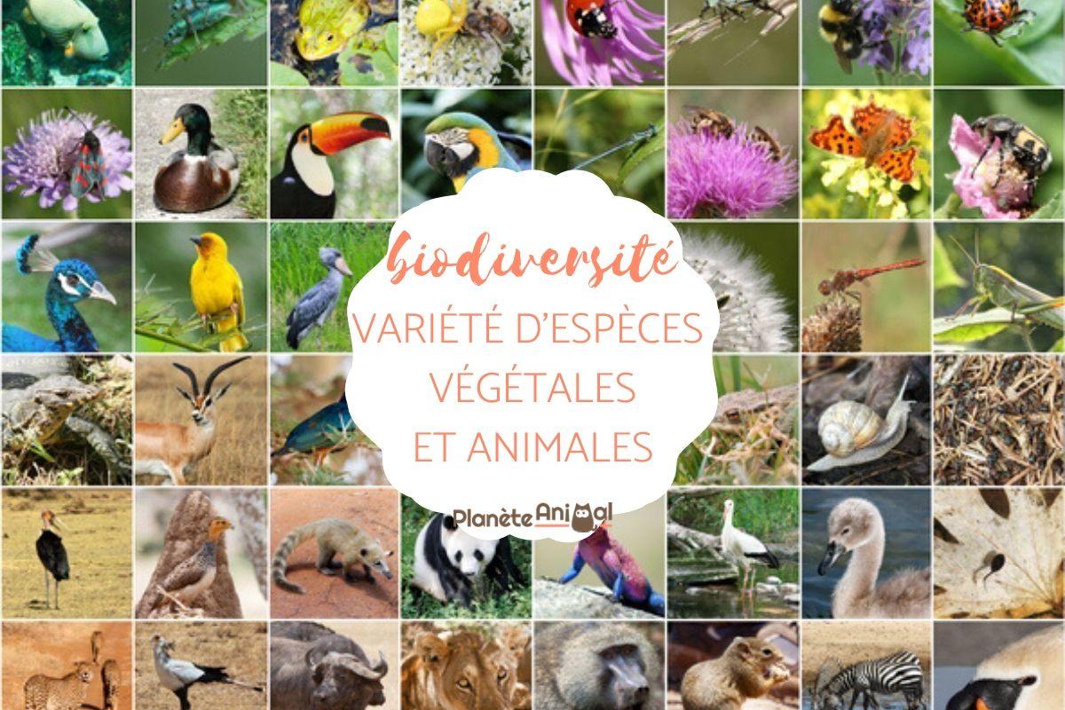Biodiversité - Définition, types et caractéristiques