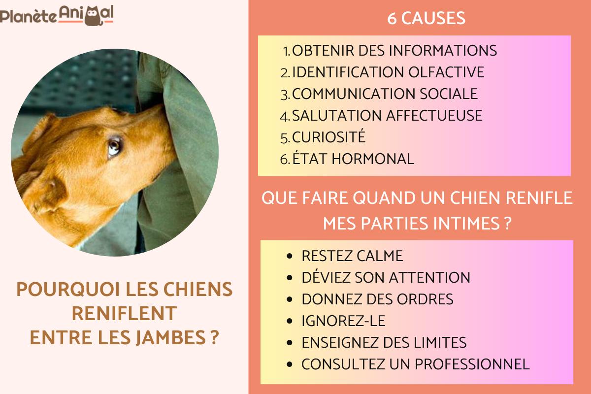 Pourquoi les chiens reniflent entre les jambes ?