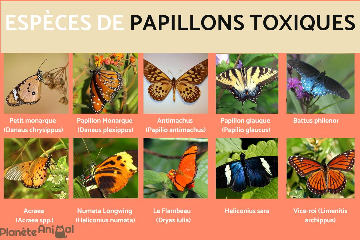 Papillons toxiques - Photos et caractéristiques