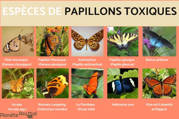 Papillons toxiques - Photos et caractéristiques