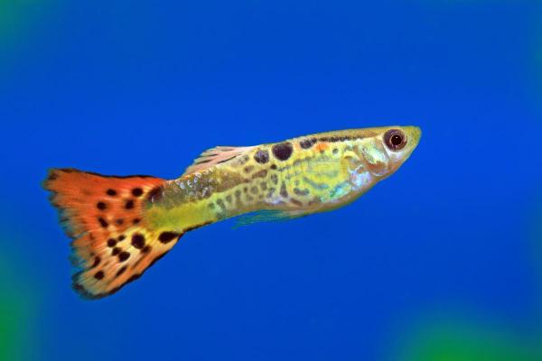 Poissons guppy : types et photos - Guppy cobra