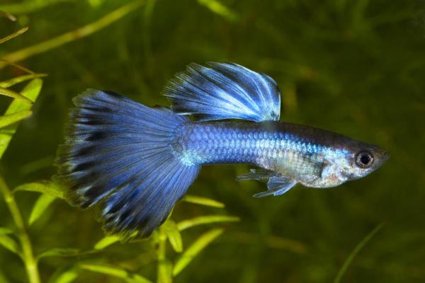 Poissons guppy : types et photos - Guppy delta
