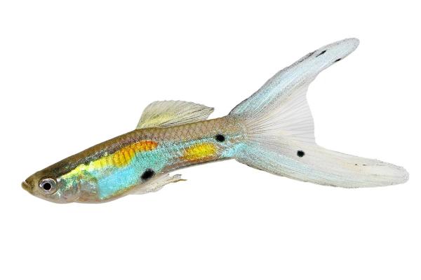 Poissons guppy : types et photos - Guppy Lyretail
