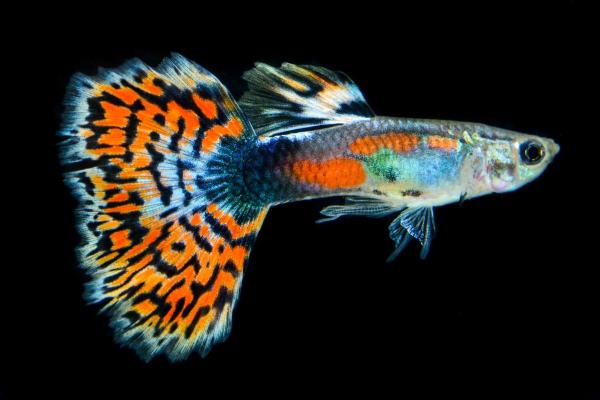 Poissons guppy : types et photos - Guppy mosaïque