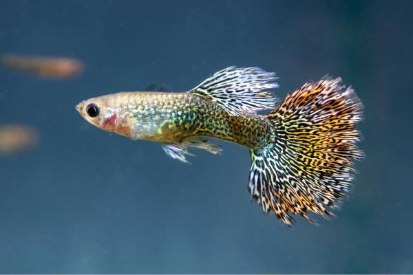 Poissons guppy : types et photos - Guppy queue en éventail