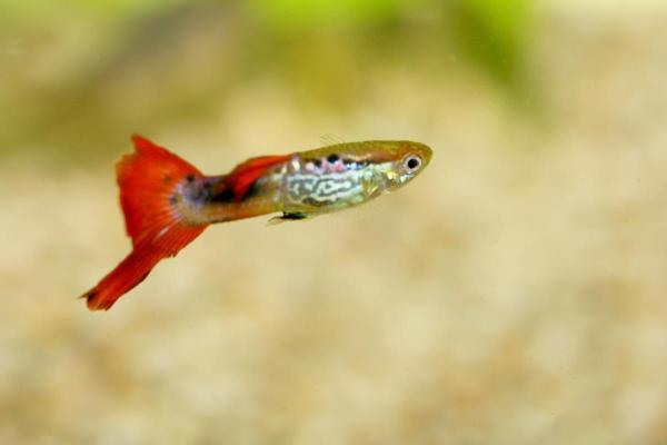Poissons guppy : types et photos - Guppy queue épée haute et basse