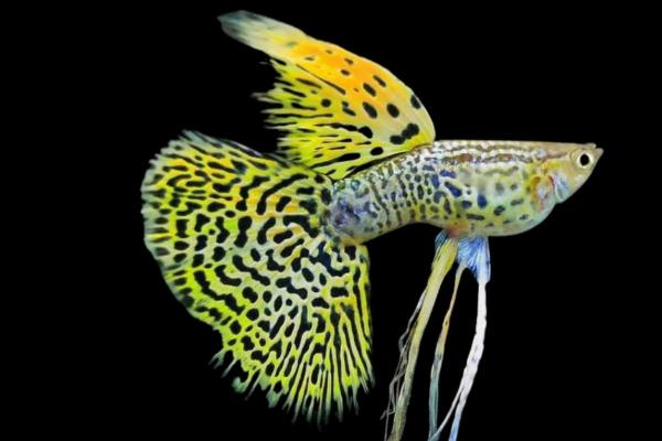 Poissons guppy : types et photos - Guppy queue voilée