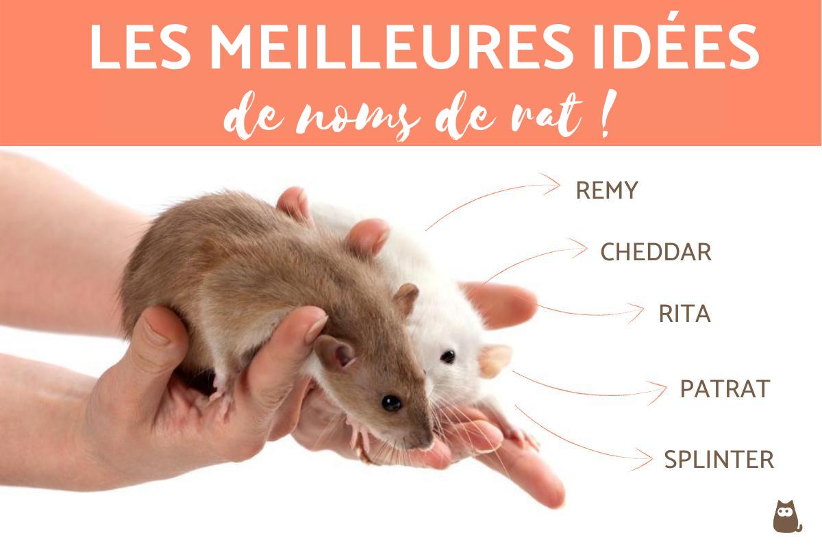 Noms de rat - Femelle, mâle, drôle et célèbre