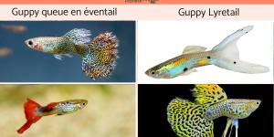 Poissons guppy : types et photos