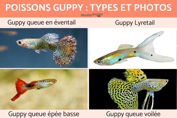 Poissons guppy : types et photos
