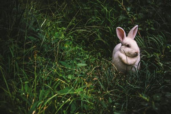 Avantages et inconvénients d'avoir un lapin - Inconvénients : argent, espace et travail