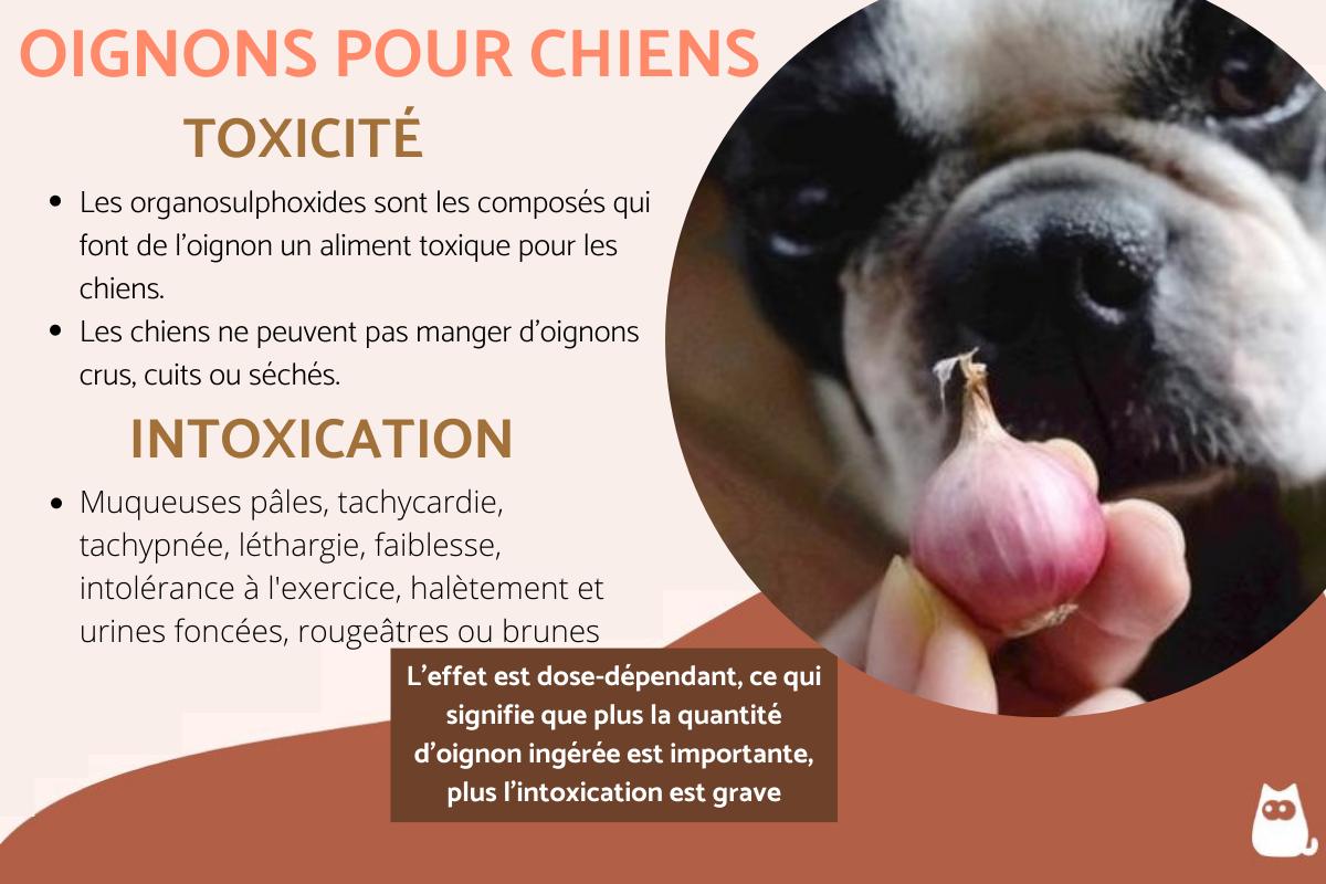 Peut-on donner de l'oignon à un chien ?