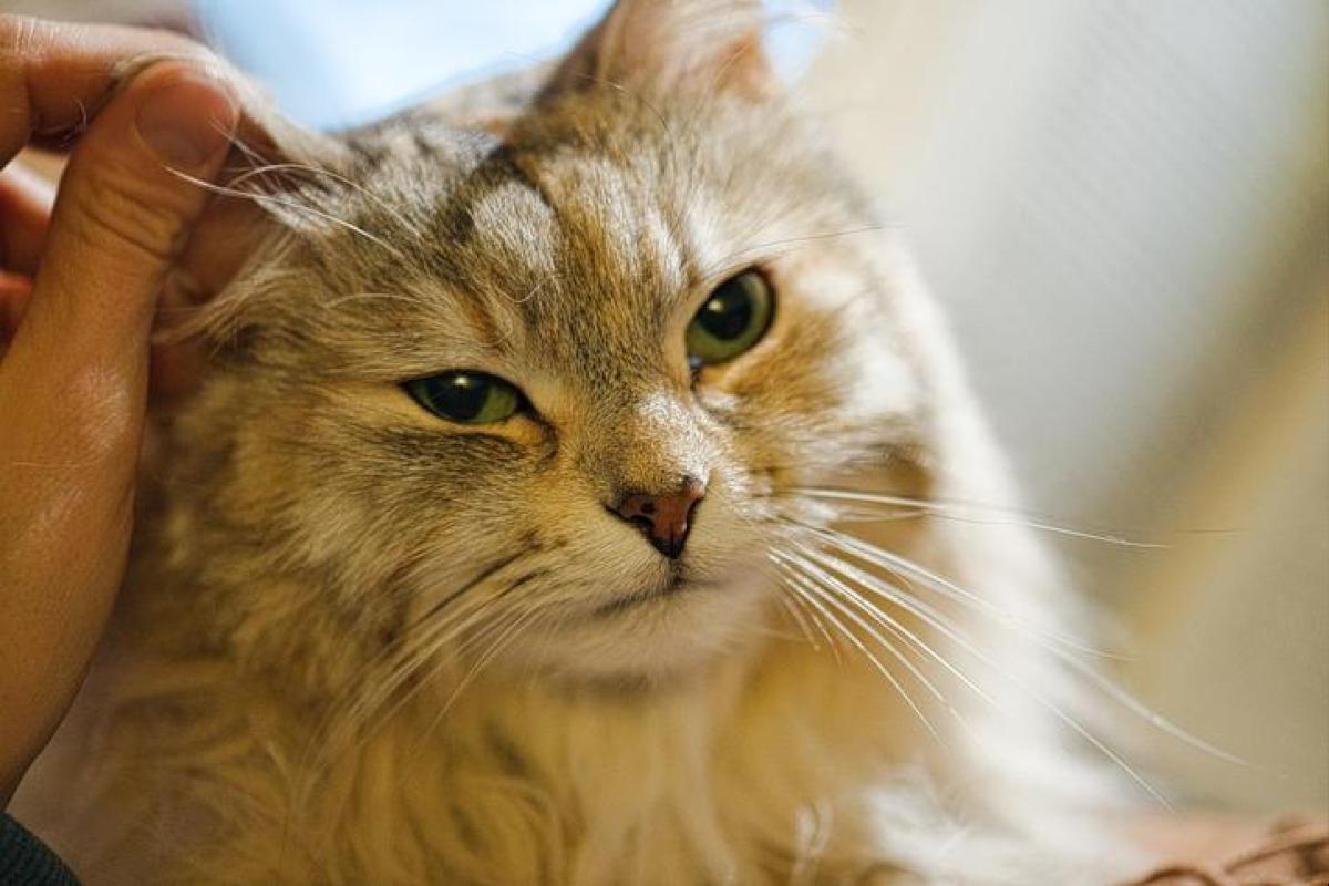 Mon chat a les oreilles froides - Pourquoi et que faire ?