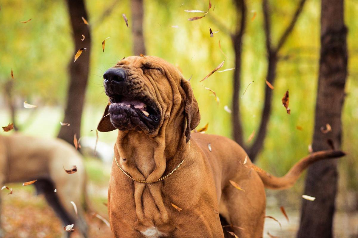 Éternuement inversé chez le chien - Causes et que faire ?