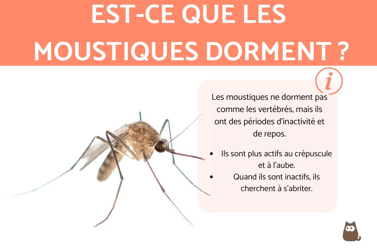 Est-ce que les moustiques dorment ?