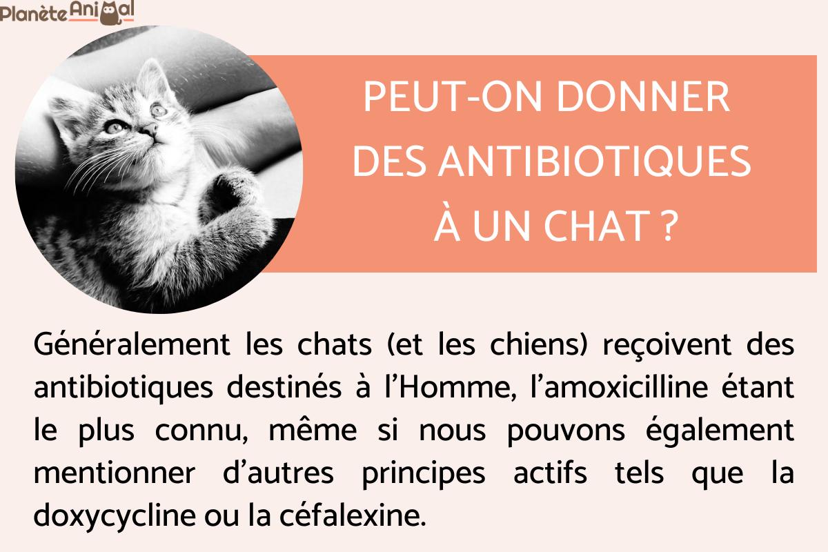 Peut-on donner des antibiotiques à un chat ?