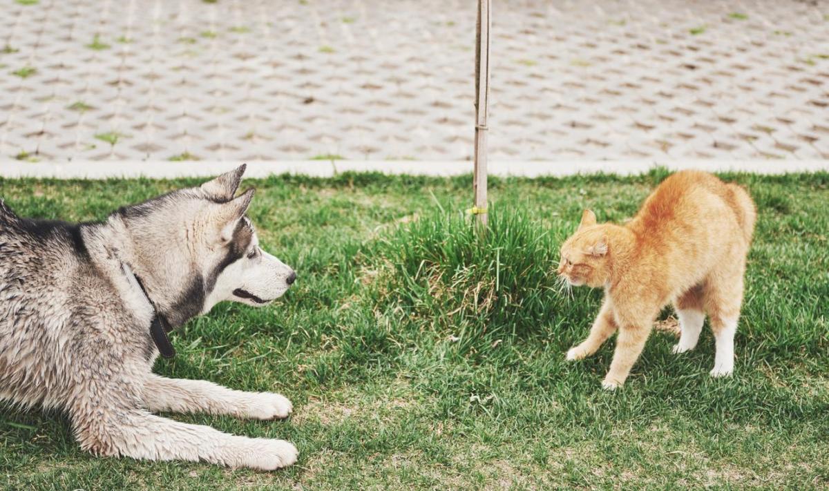 Pourquoi les chiens détestent les chats ?