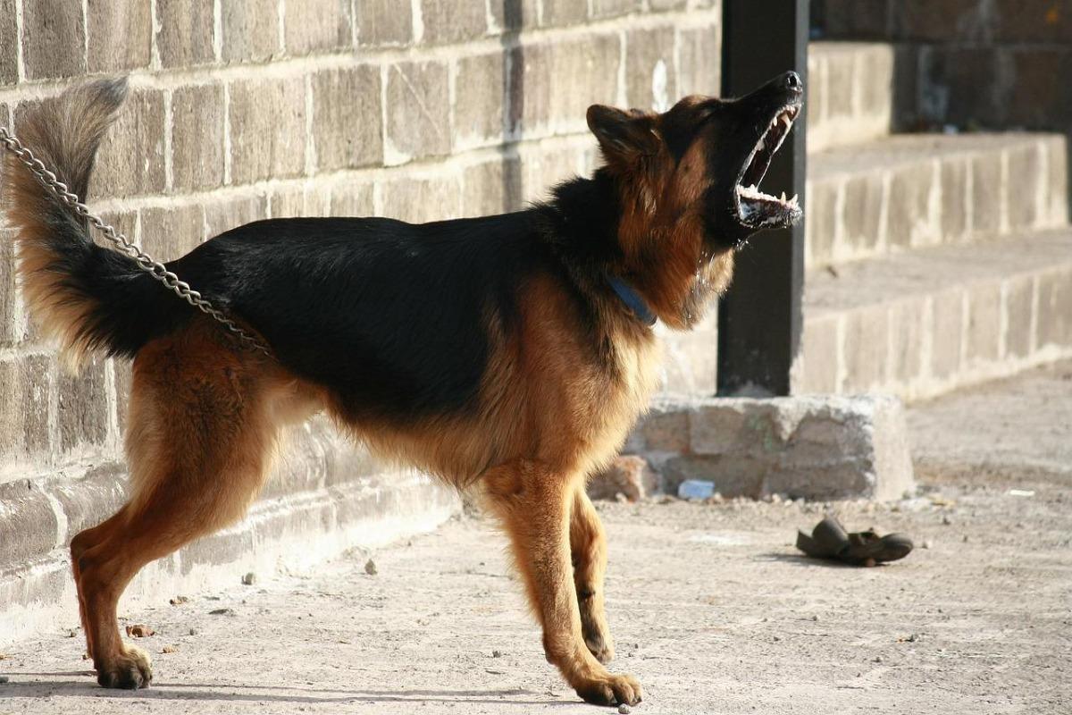 Chien Aboie Sur Les Gens
