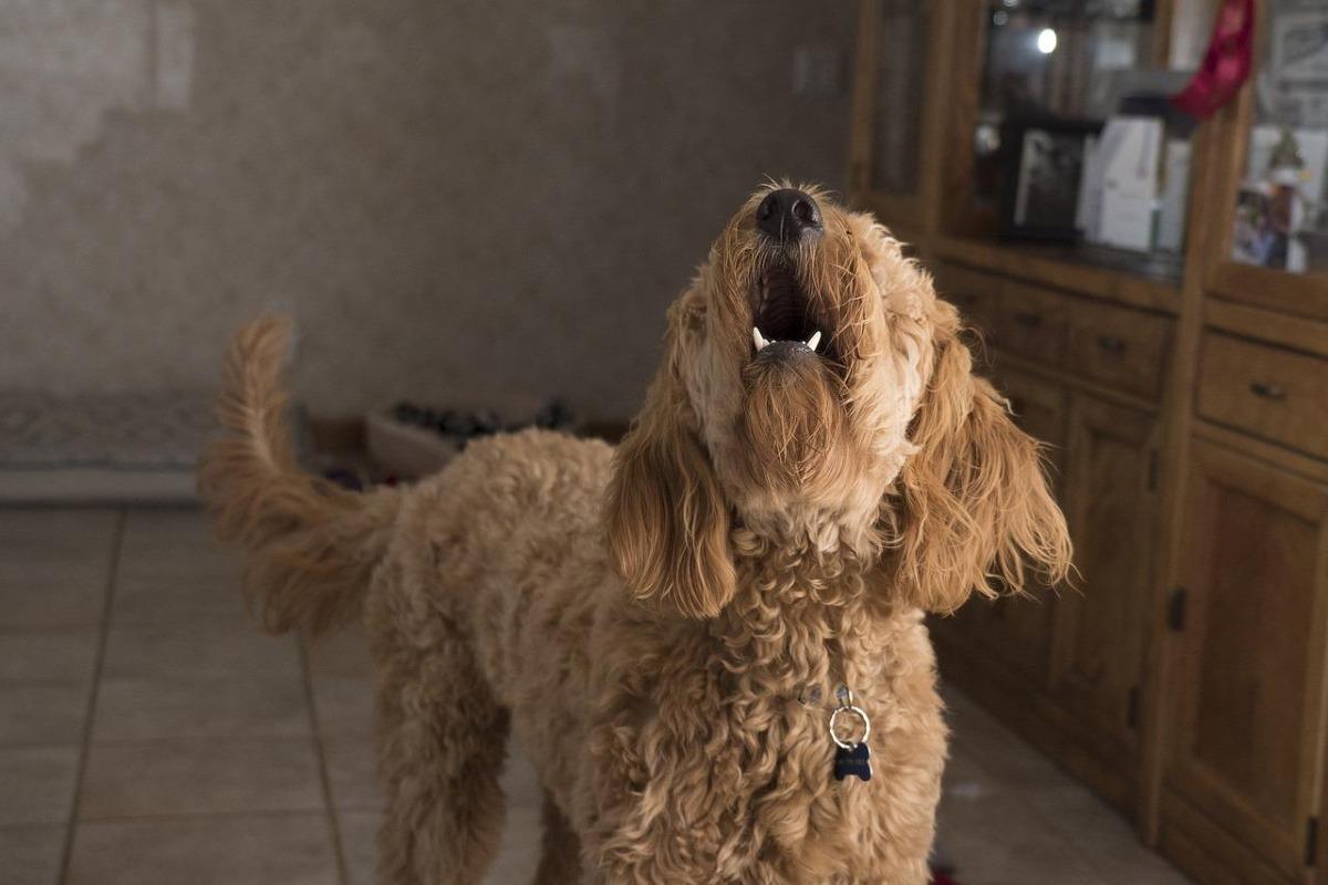 Mon chien aboie sur les gens - Pourquoi et que faire