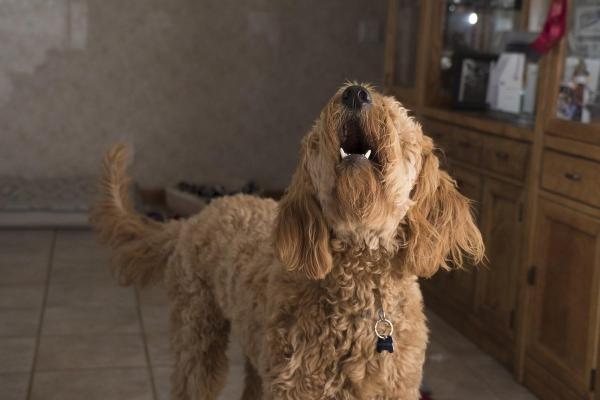 Mon chien aboie sur les gens - Pourquoi et que faire