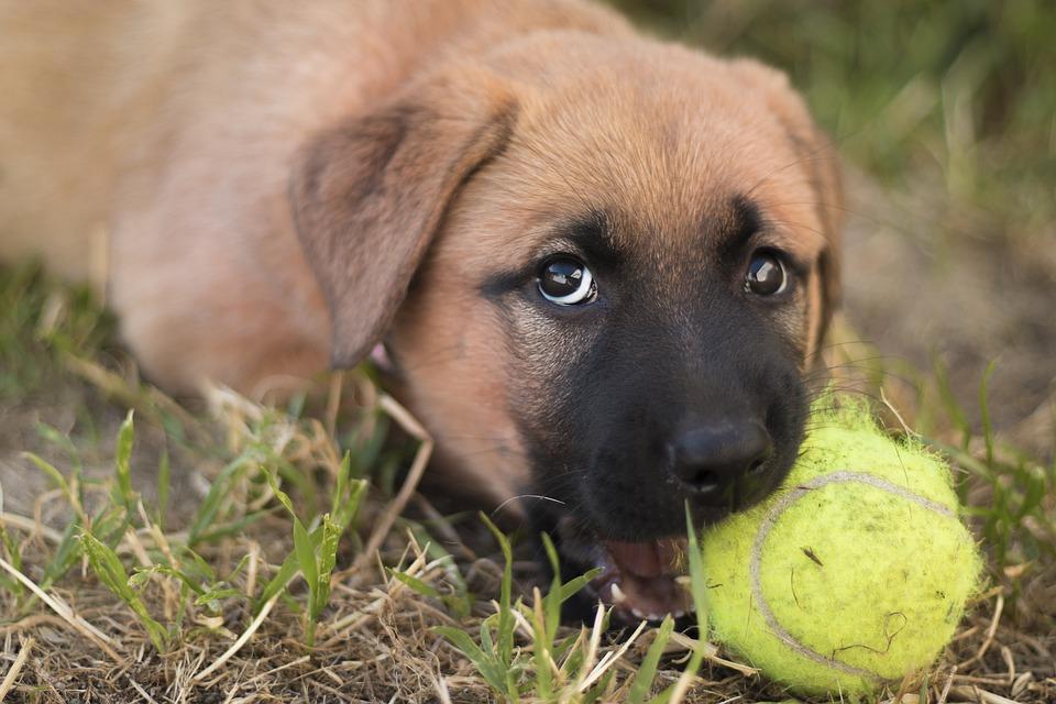 + de 300 IDÉES de NOMS de chien STYLÉ pour Mâle et Femelle