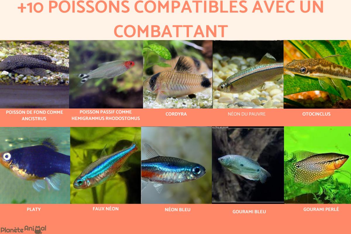 Poissons compatibles avec le Combattant