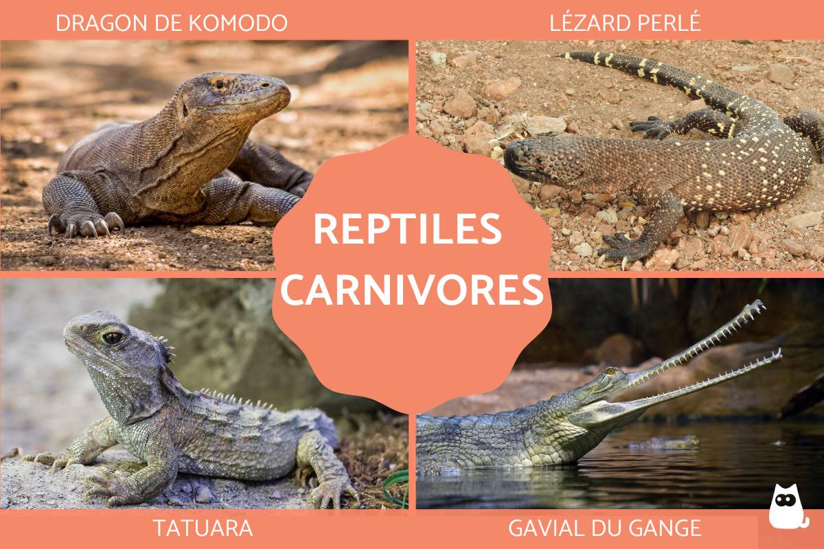 REPTILES CARNIVORES EXEMPLES et CARCTÉRISTIQUES — free download