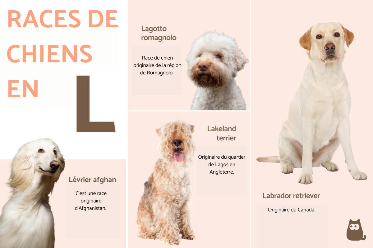 Races de chats en L